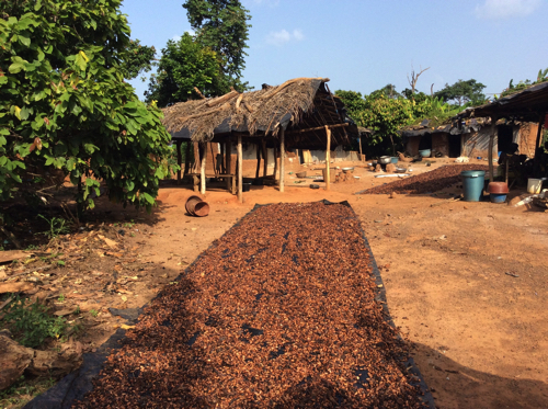 写真2 カヴァリー州調査対象地の村 乾燥中のカカオ豆（2016年11月撮影）
