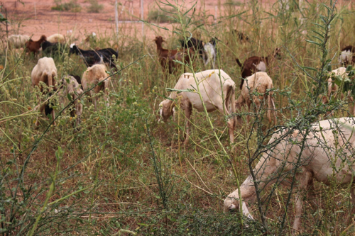 プロジェクト・サイトにおける牧畜民フルベによる家畜の放牧（2016年9月撮影）
