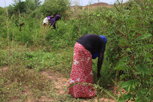 プロジェクト・サイトにおける農耕民ハウサの女性による植物の採集（2016年9月撮影）